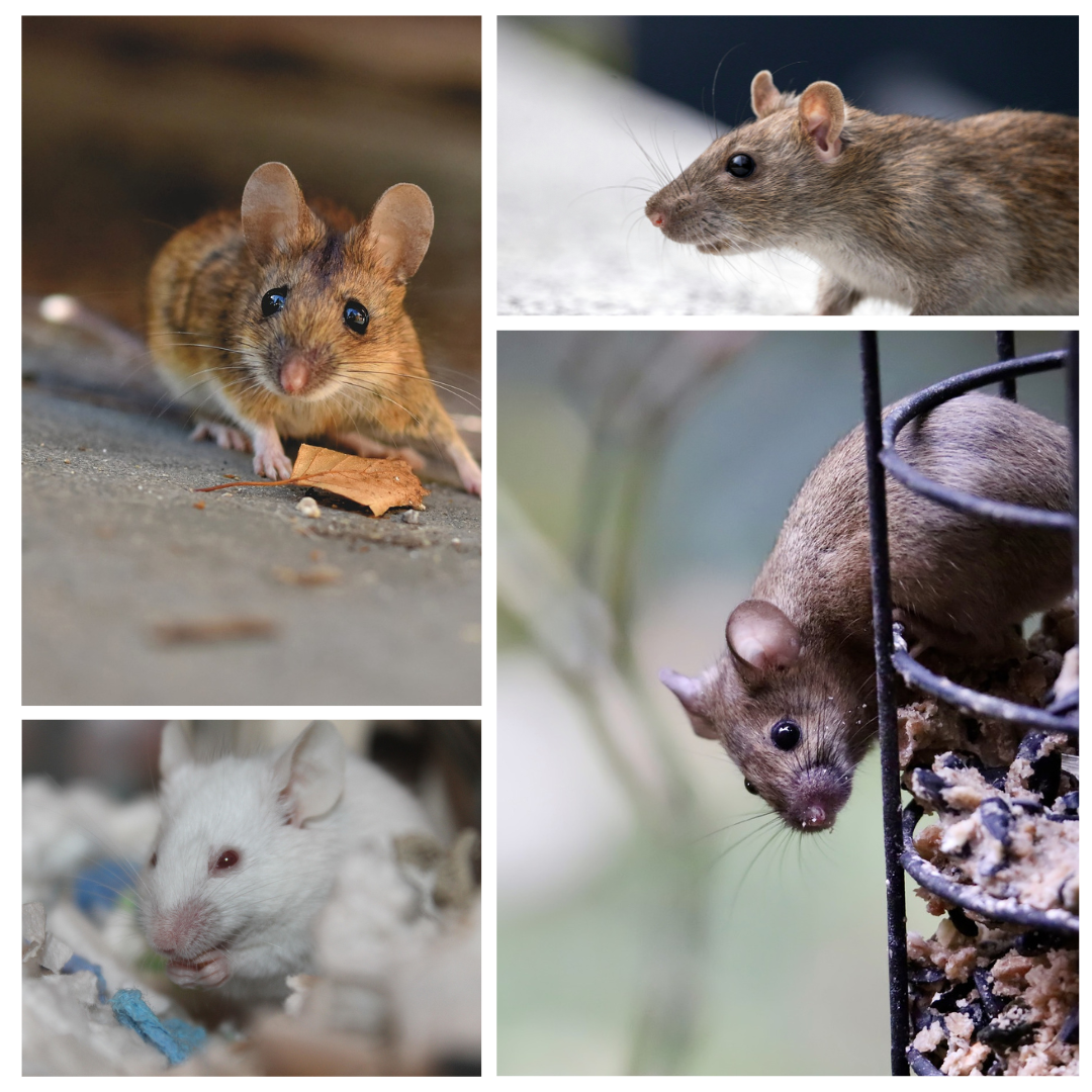 Beige Minimalist Photo Collage Instagram Post Logo micro entreprise A3D