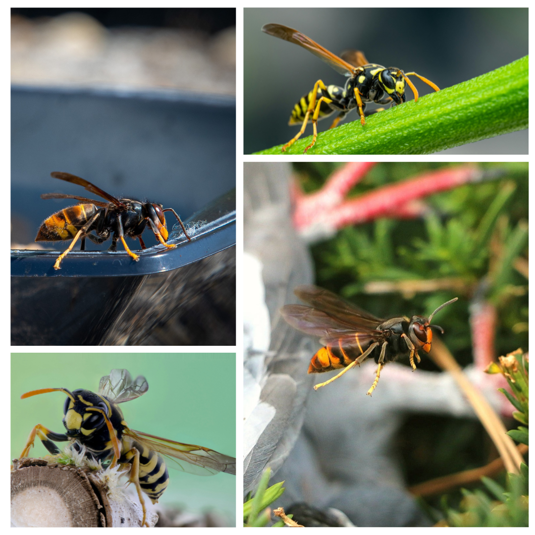 guêpes frelons en vol désinsectisation nord france Logo micro entreprise A3D